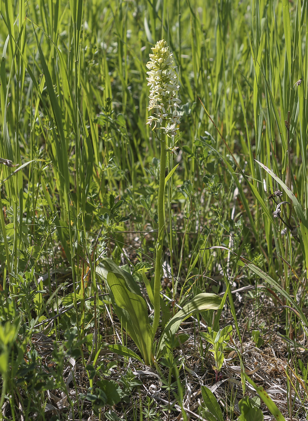 Изображение особи Platanthera bifolia.