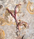 Sedum microcarpum. Извлечённое из субстрата отцветшее растение. Израиль, Нижняя Галилея, г. Верхний Назарет, выположенная вершина холма, выс. ок. 410 м н. у. м. 01.04.2021.