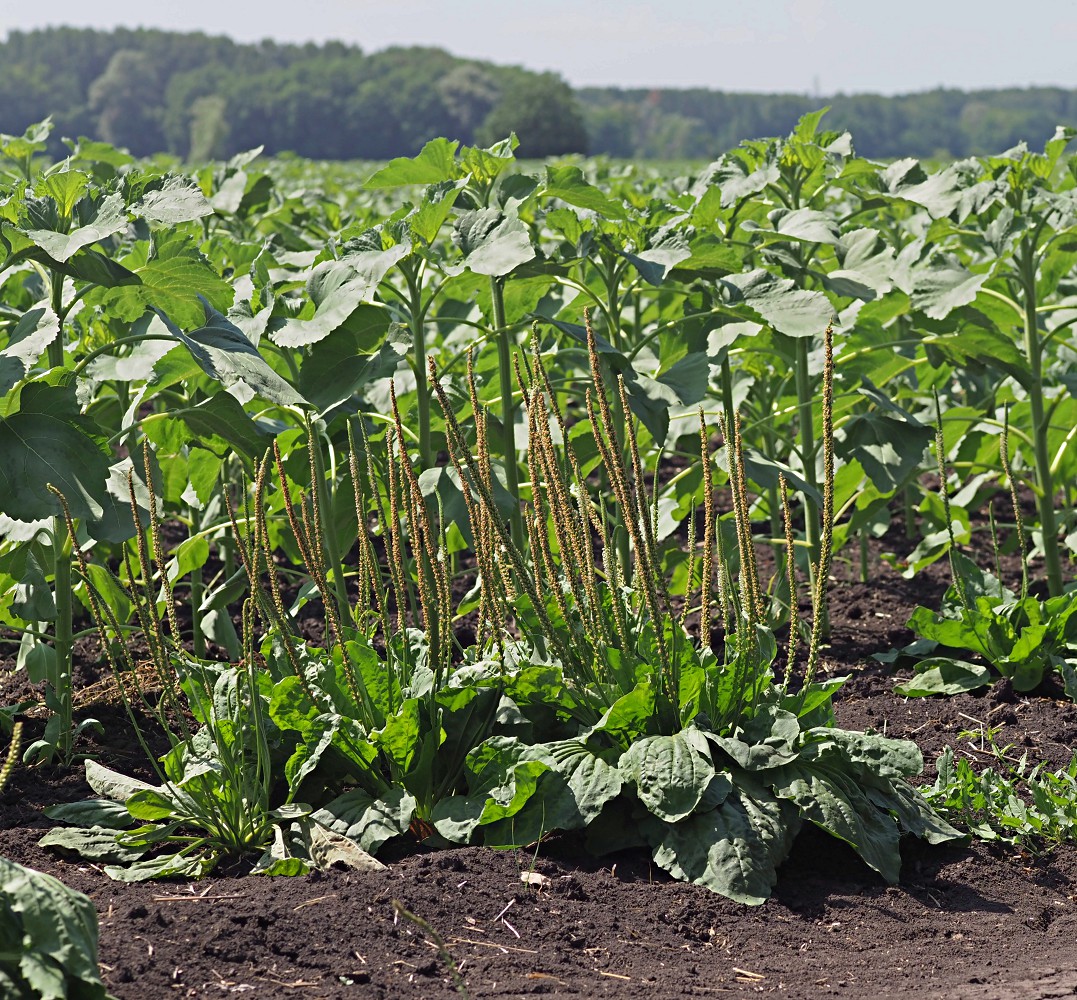 Изображение особи Plantago major.