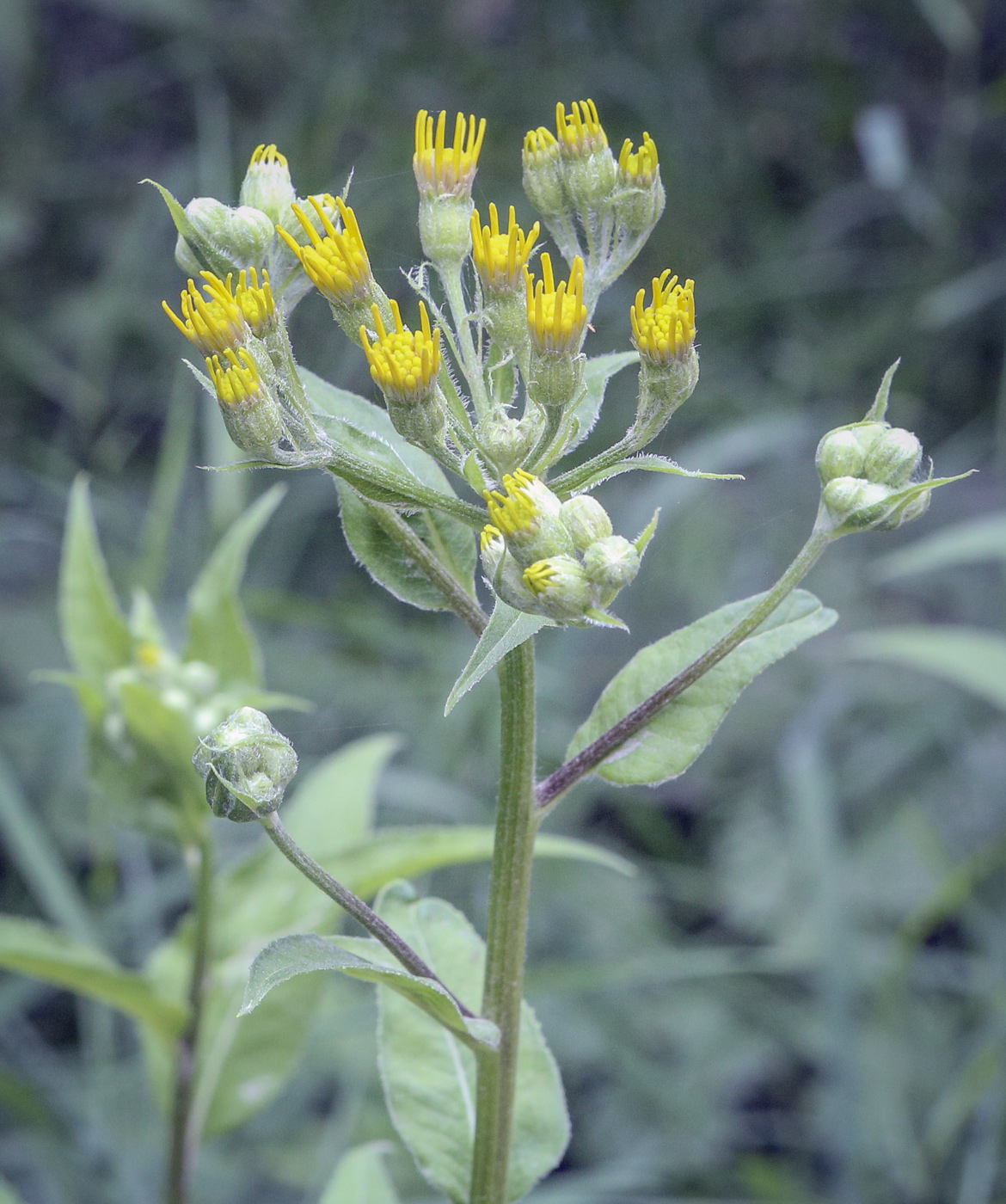 Изображение особи Senecio nemorensis.