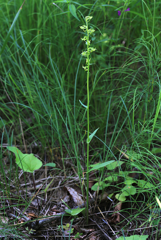 Image of Platanthera maximowicziana specimen.