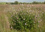 Malva thuringiaca