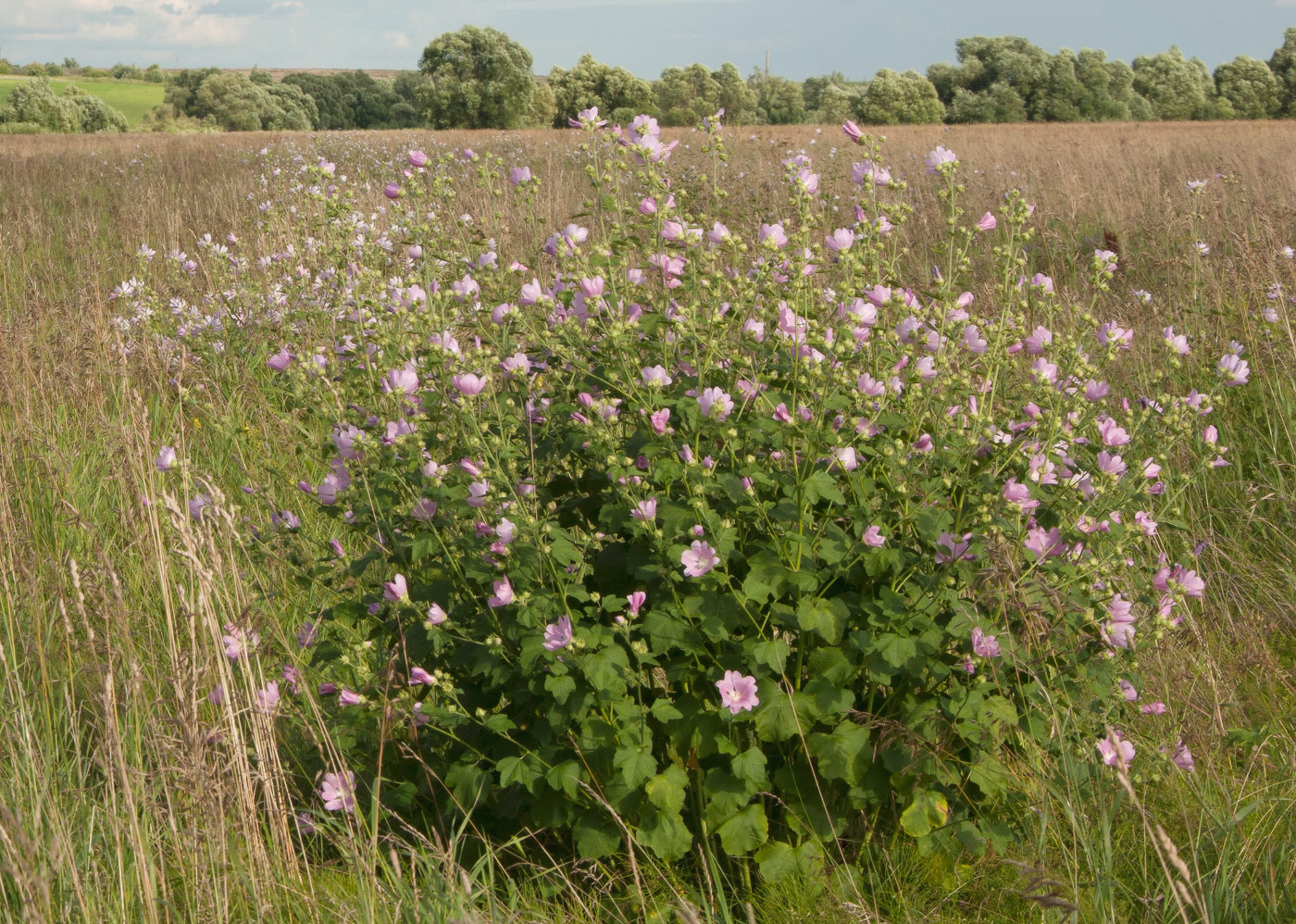 Image of Malva thuringiaca specimen.