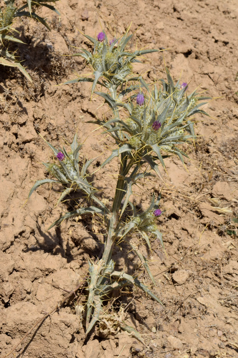 Image of Picnomon acarna specimen.