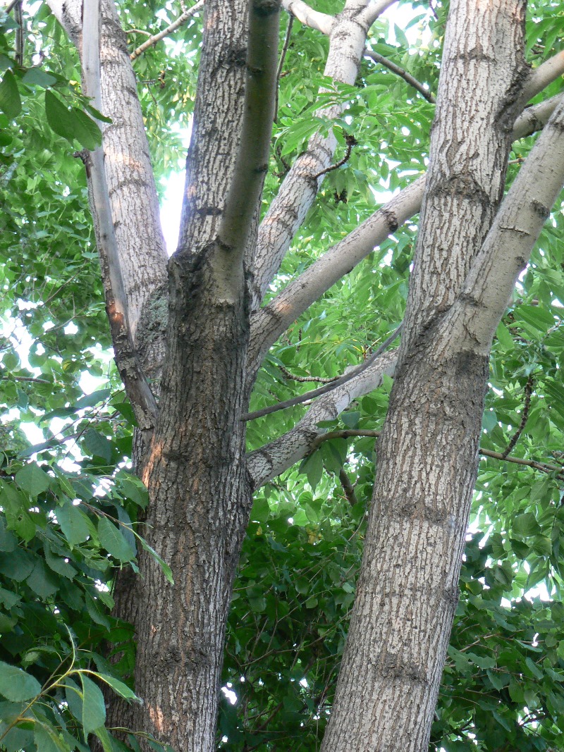 Image of Fraxinus mandshurica specimen.