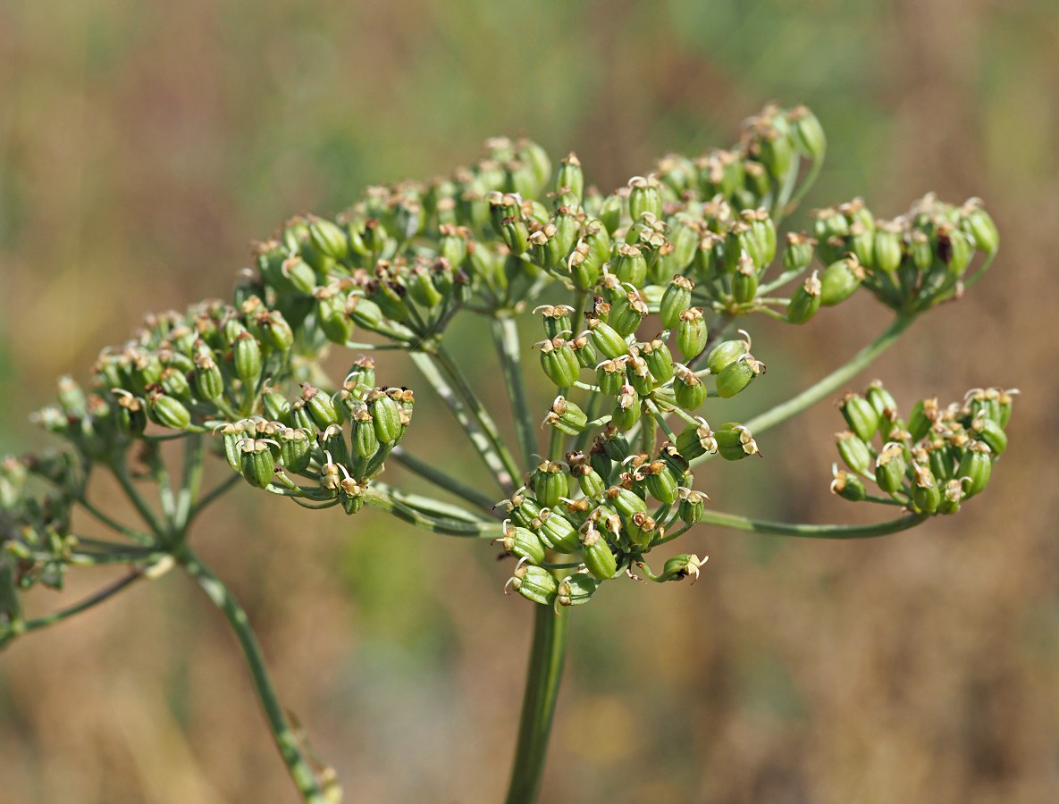 Image of Cenolophium fischeri specimen.