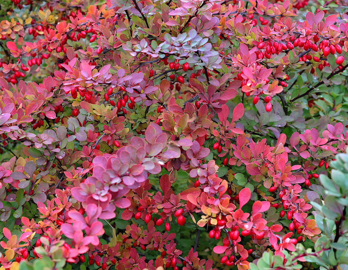 Image of Berberis thunbergii specimen.