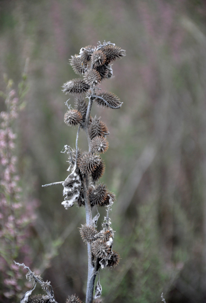 Image of Xanthium orientale specimen.