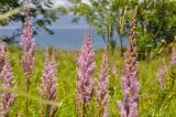 Astilbe chinensis