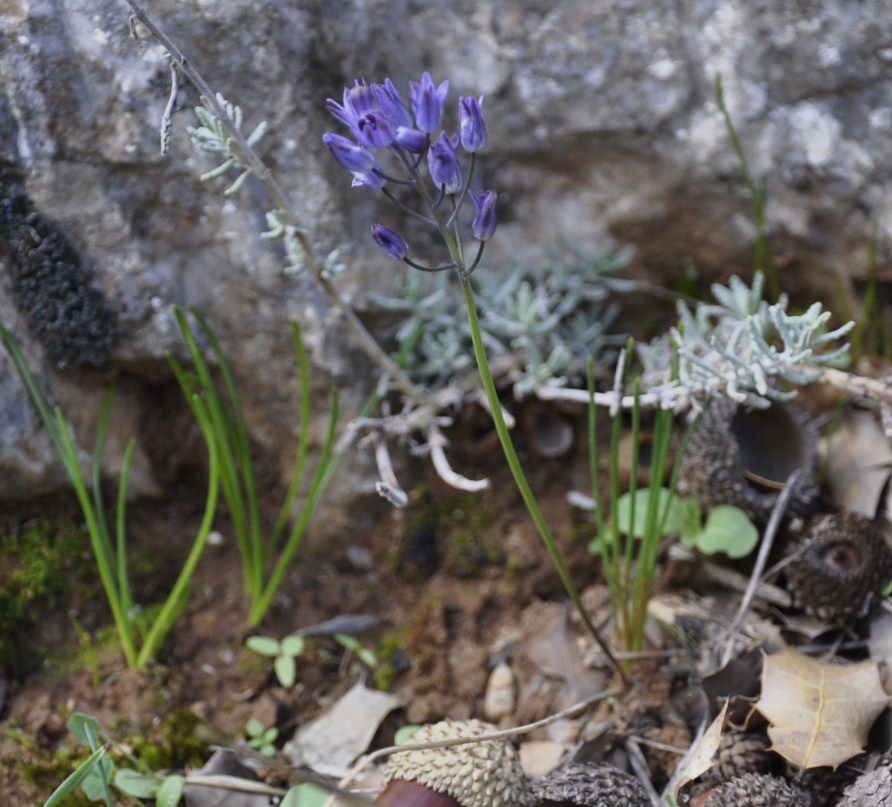 Image of Prospero autumnale specimen.