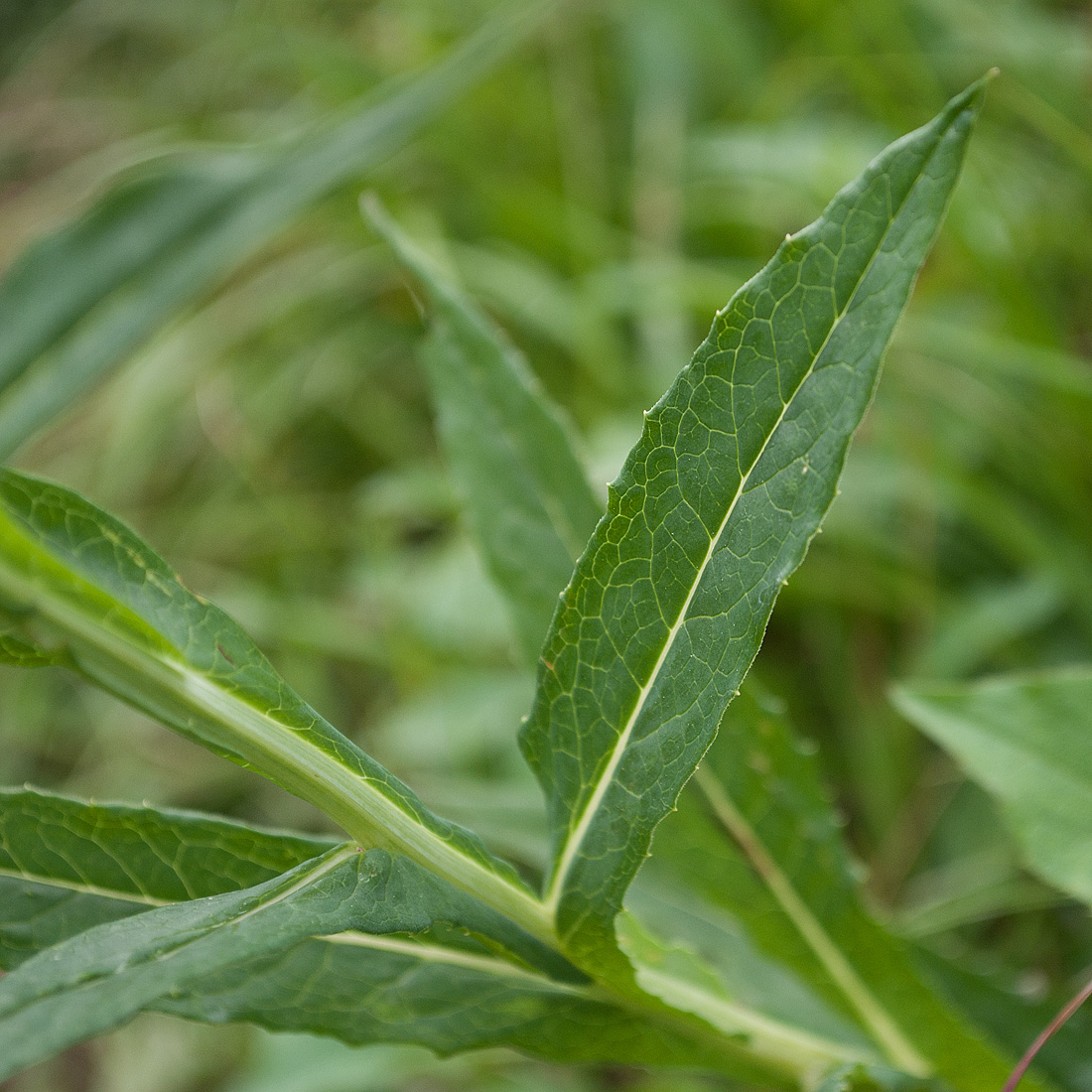 Изображение особи Saussurea parviflora.