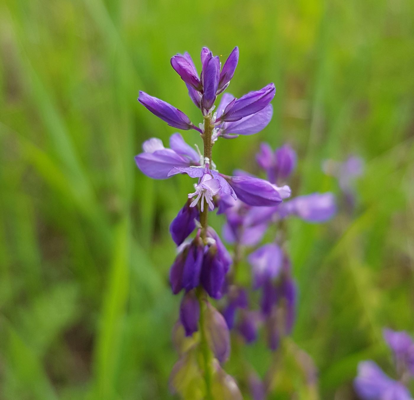 Image of Polygala hybrida specimen.