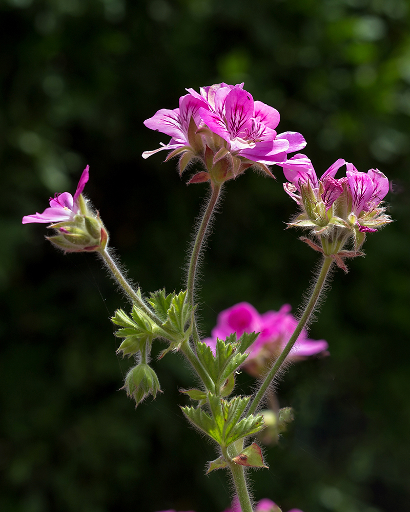 Изображение особи род Pelargonium.