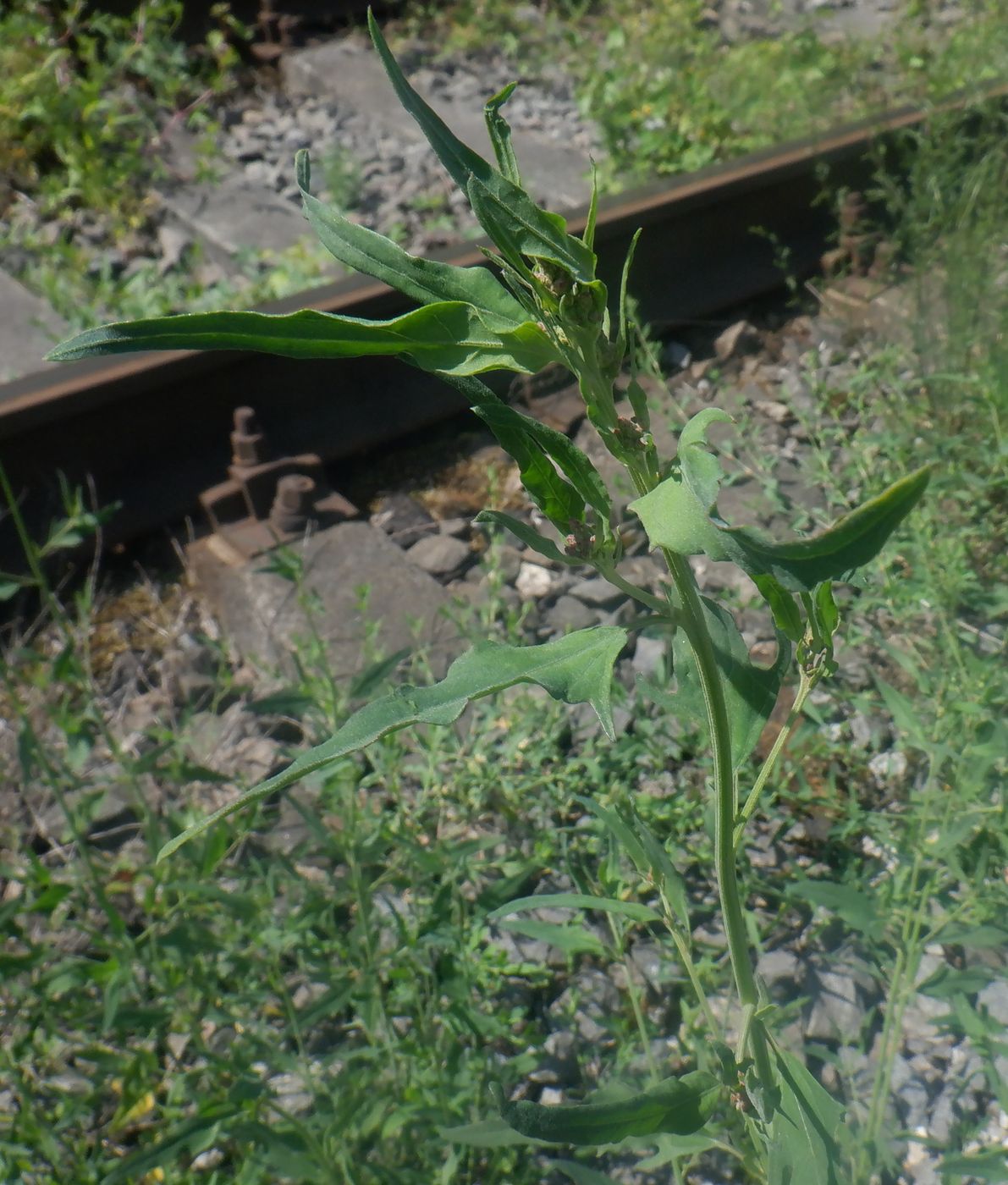 Image of Atriplex patula specimen.