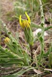 Scorzonera austriaca