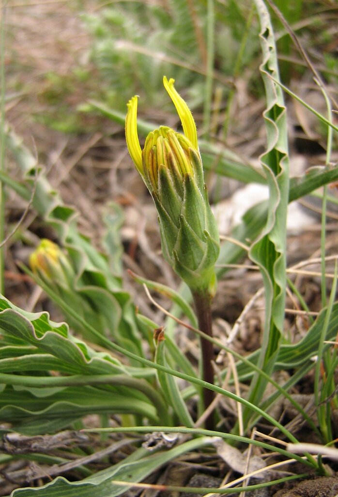 Image of Scorzonera austriaca specimen.