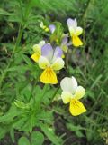 Viola tricolor. Верхушка цветущего растения. Северная Осетия, Пригородный р-н, окр. с. Михайловское, рудеральное место. 17.06.2021.