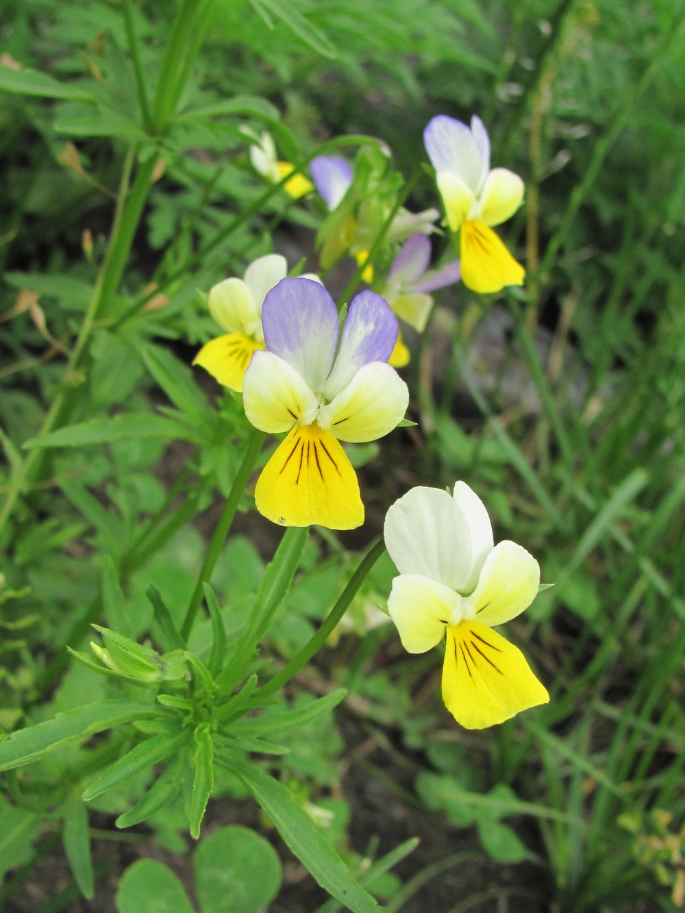 Image of Viola tricolor specimen.