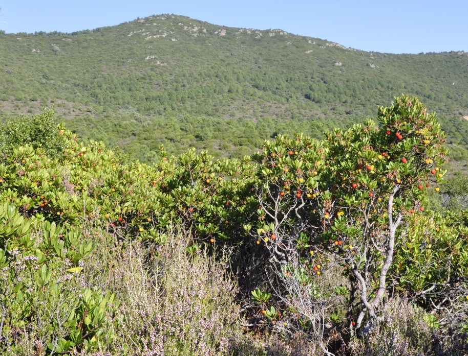 Изображение особи Arbutus unedo.