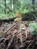 Hypopitys monotropa. Цветущее растение. Северная Осетия, Алагирский р-н, долина р. Цеядон, ок. 2000 м н.у.м., сосняк. 30.07.2021.