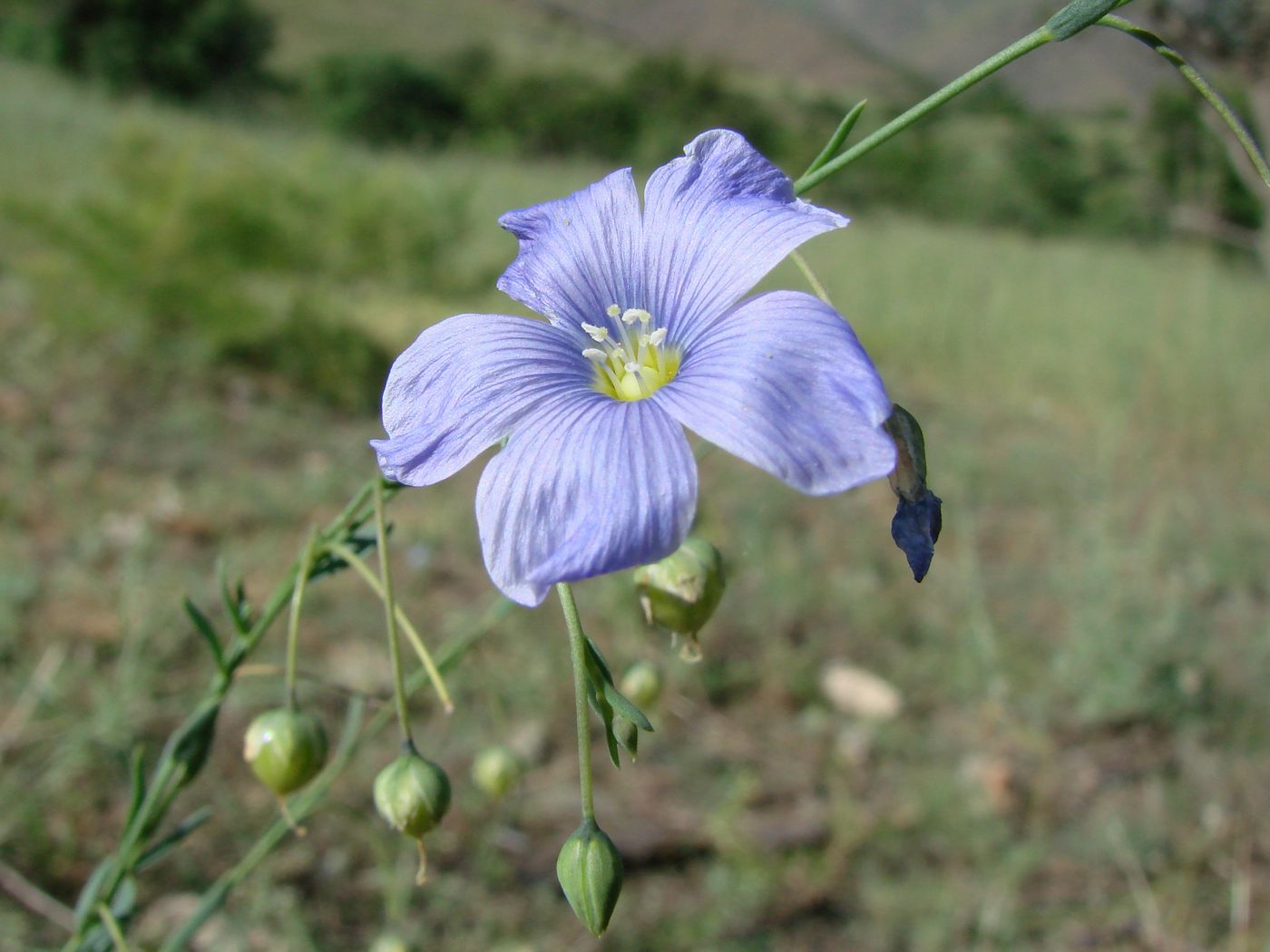 Image of Linum macrorhizum specimen.