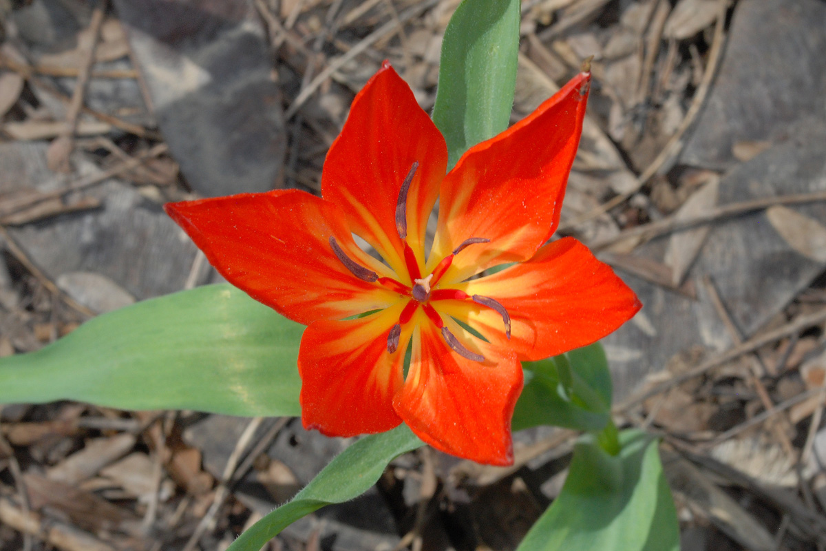 Image of Tulipa praestans specimen.