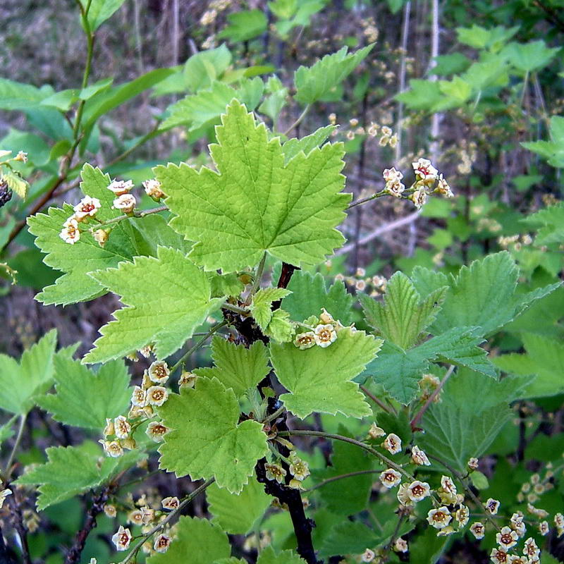 Изображение особи Ribes spicatum.