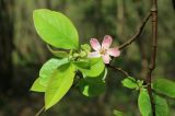 Pseudocydonia sinensis. Веточка с цветком и молодыми листочками. Краснодарский край, м/о гор. Геленджик, окр. села Адербиевка, дол. р. Адерба, берег оз. Бездонного, искусственные посадки. 23.04.2022.