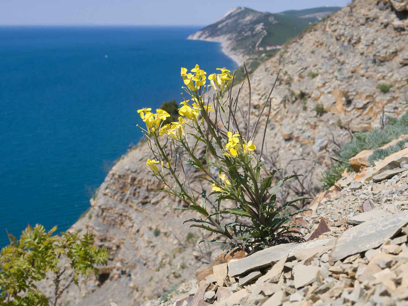 Image of Erysimum callicarpum specimen.