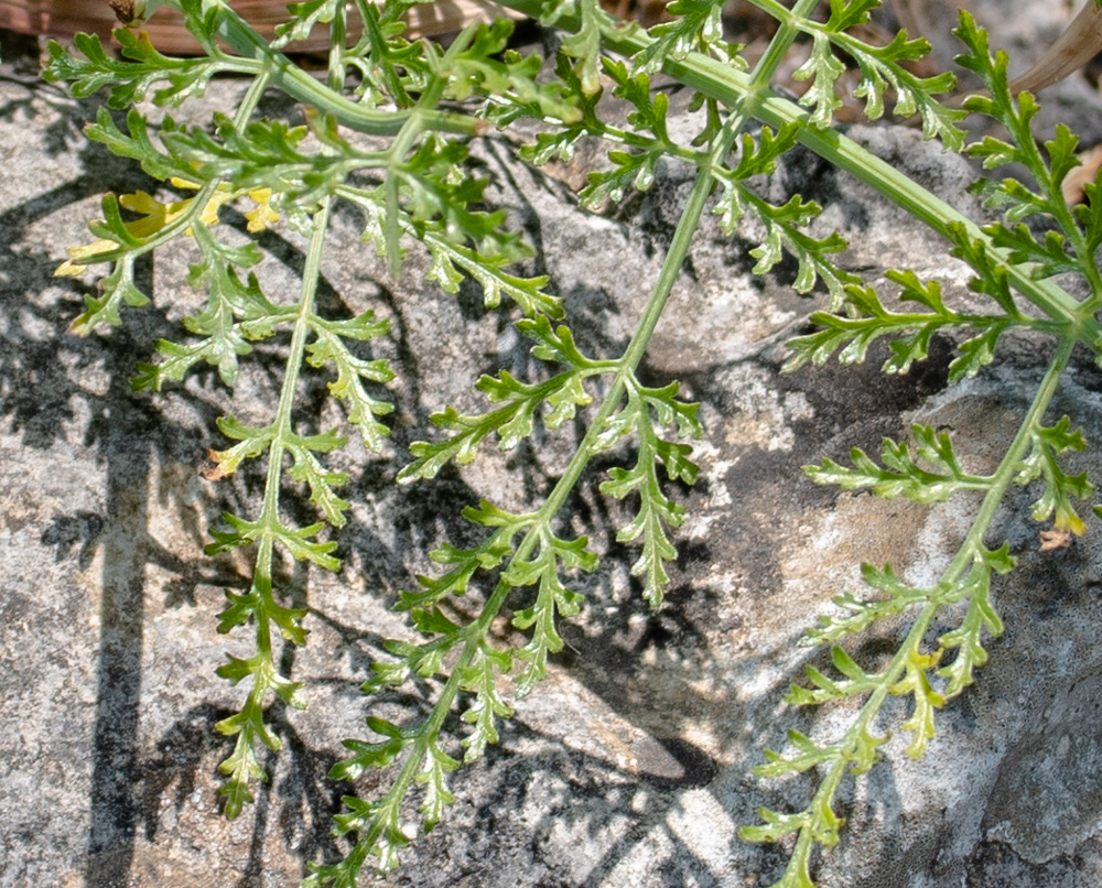 Изображение особи Ferula tingitana.