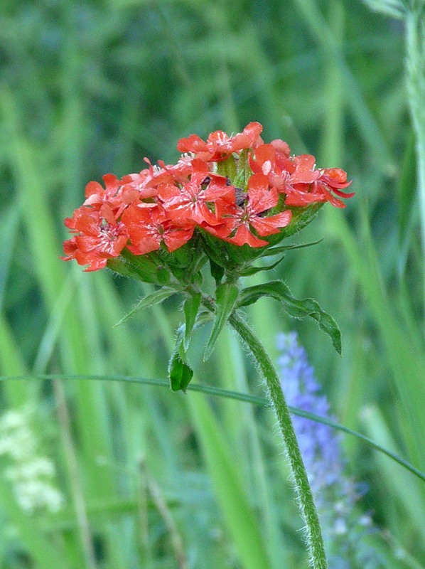 Изображение особи Lychnis chalcedonica.