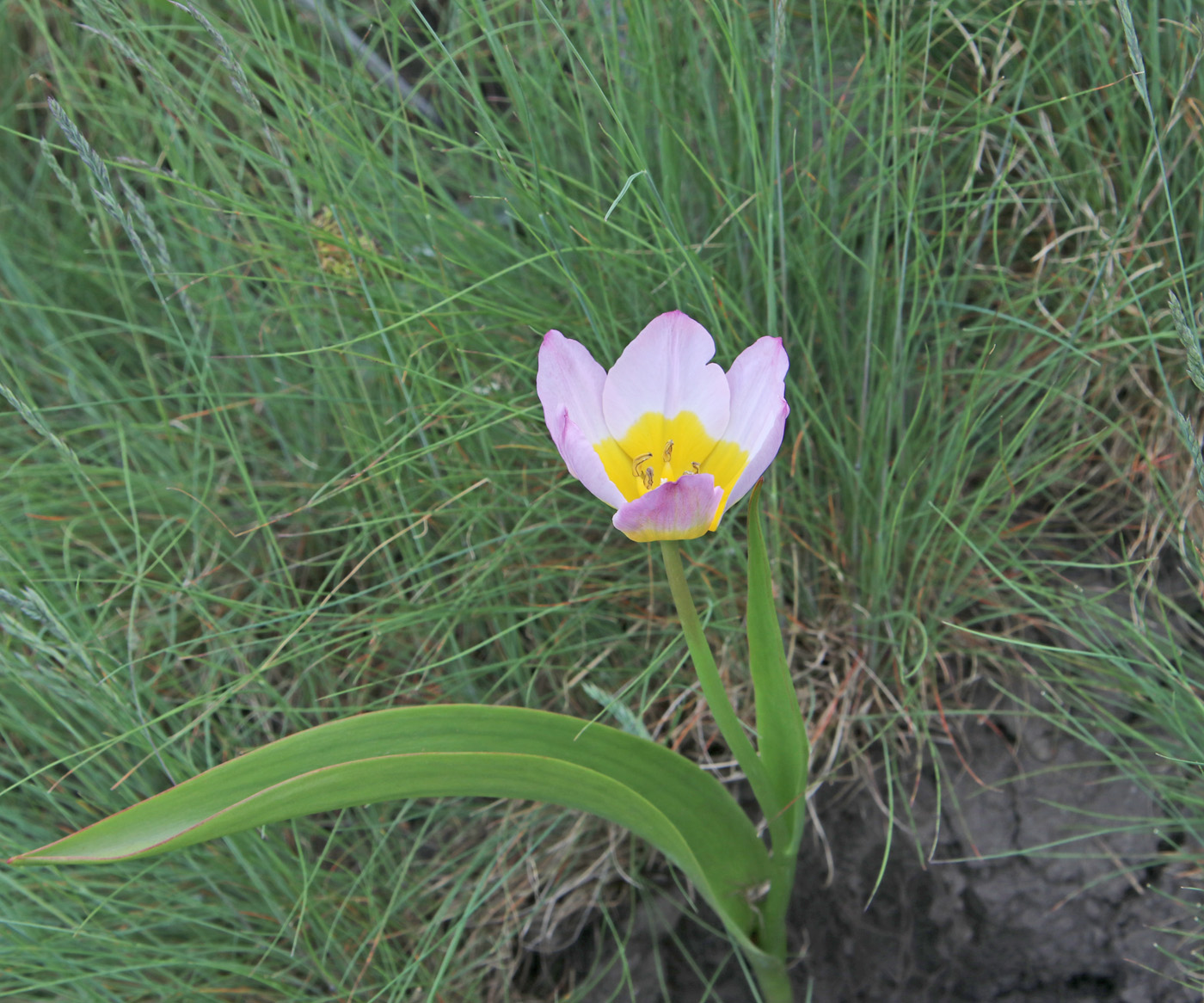 Image of Tulipa saxatilis specimen.