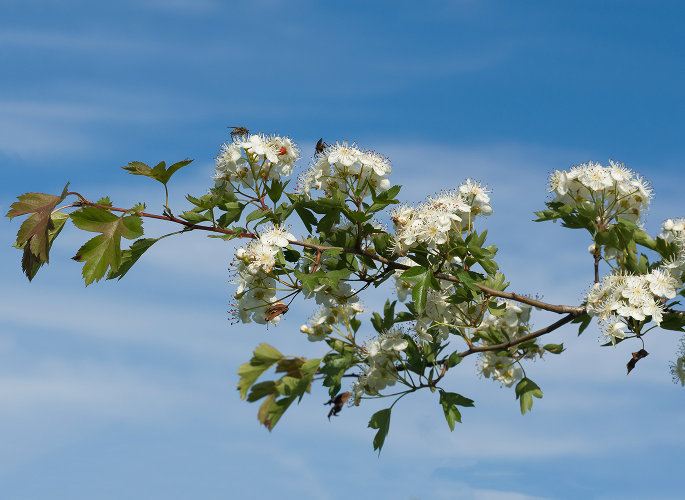 Изображение особи Crataegus rhipidophylla.