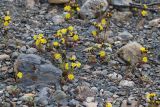 Crepis karelinii