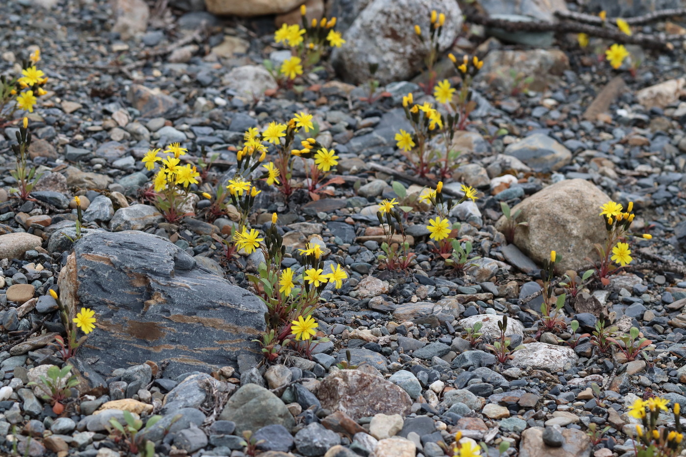 Image of Crepis karelinii specimen.