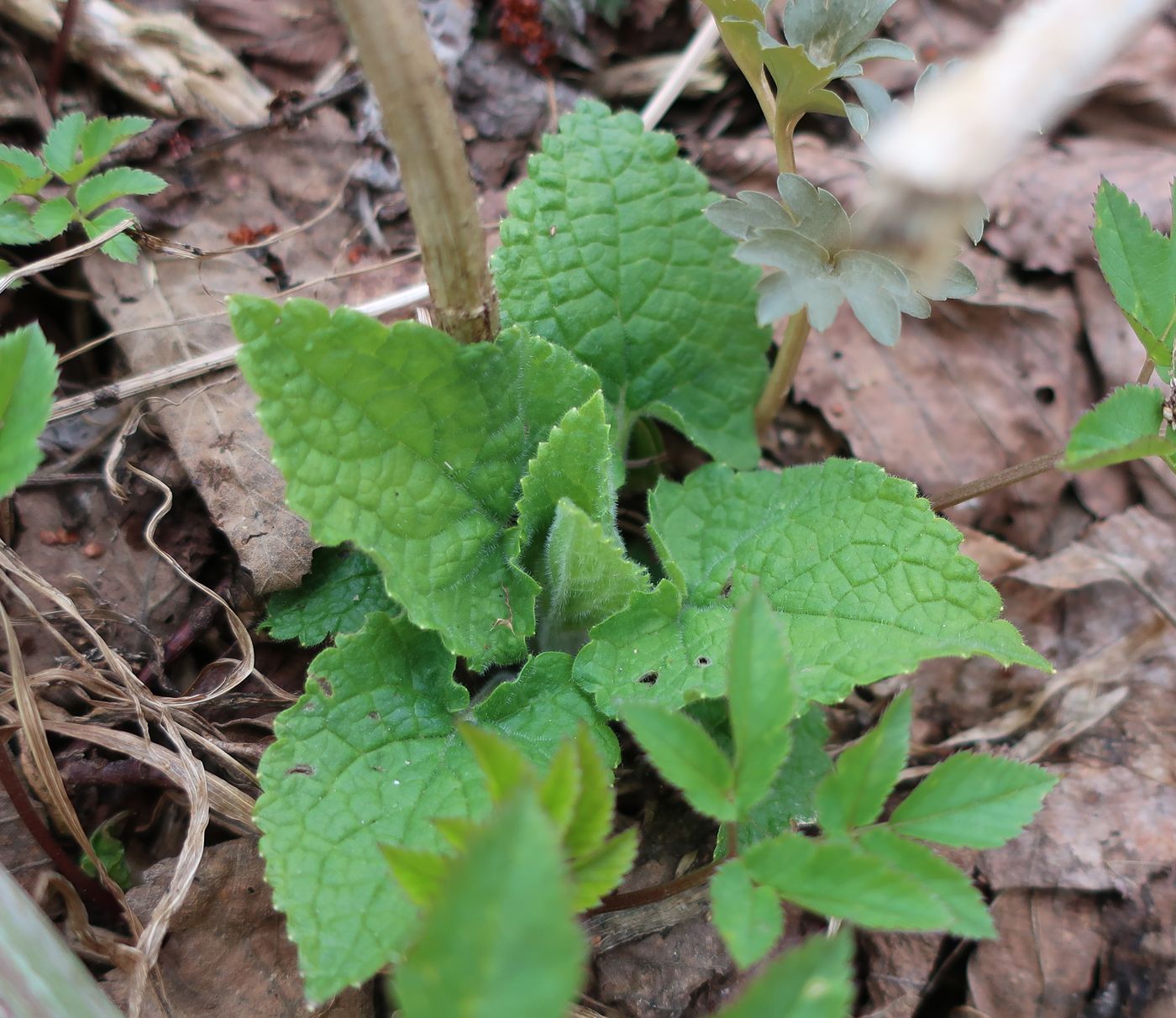 Изображение особи Stachys sylvatica.