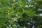 Fraxinus pennsylvanica. Плодоносящая ветвь. Санкт-Петербург, г. Кронштадт, Екатерининский парк, в культуре. 04.09.2022.