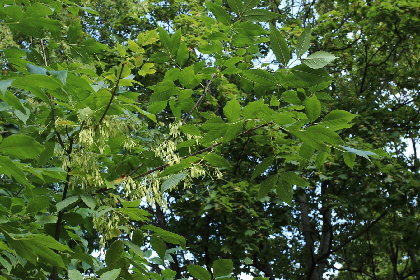 Image of Fraxinus pennsylvanica specimen.