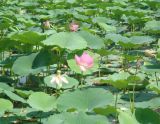 Nelumbo komarovii