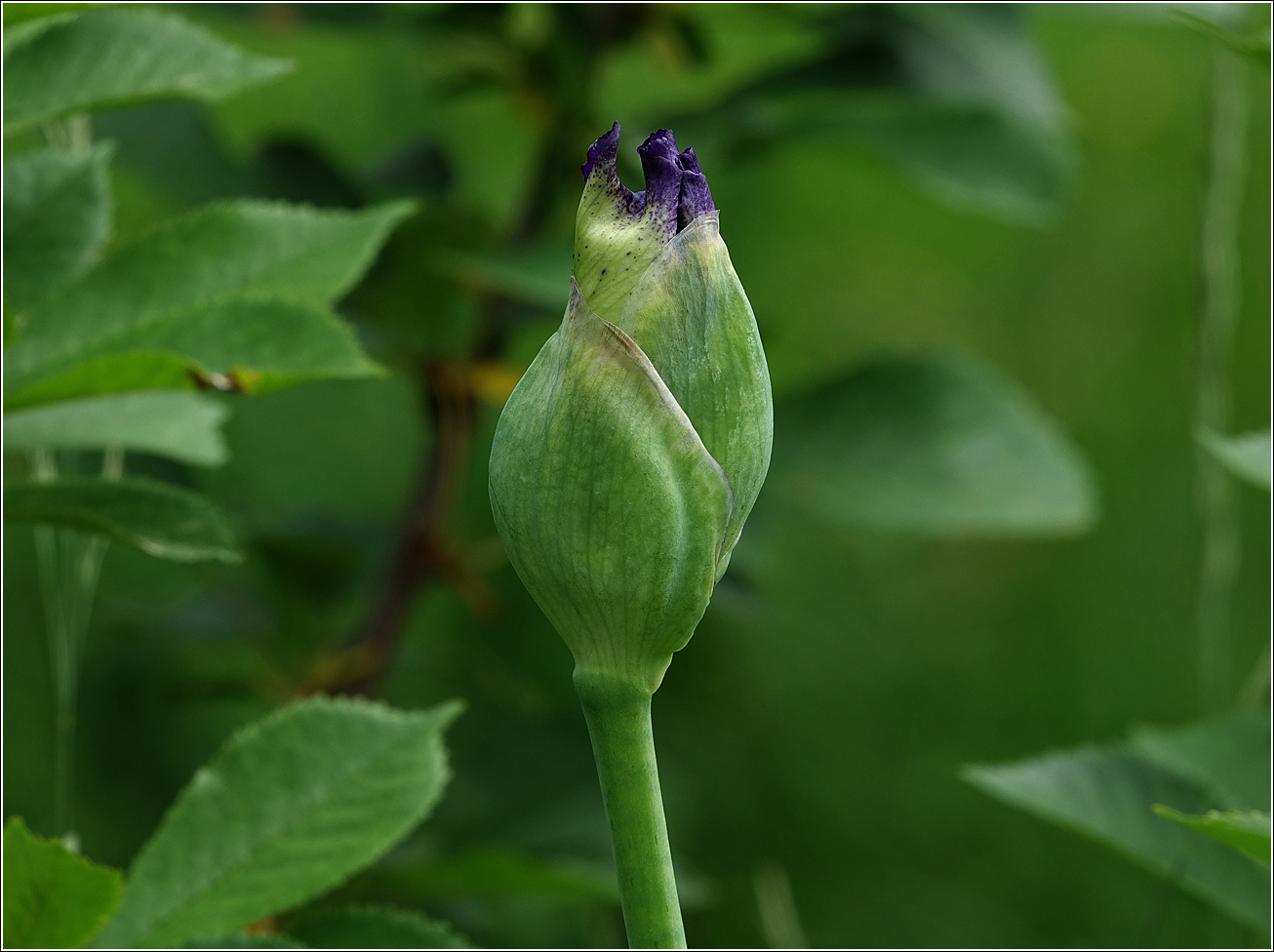 Image of Iris &times; hybrida specimen.