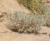 Halimocnemis macrantha