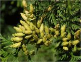 Thuja occidentalis