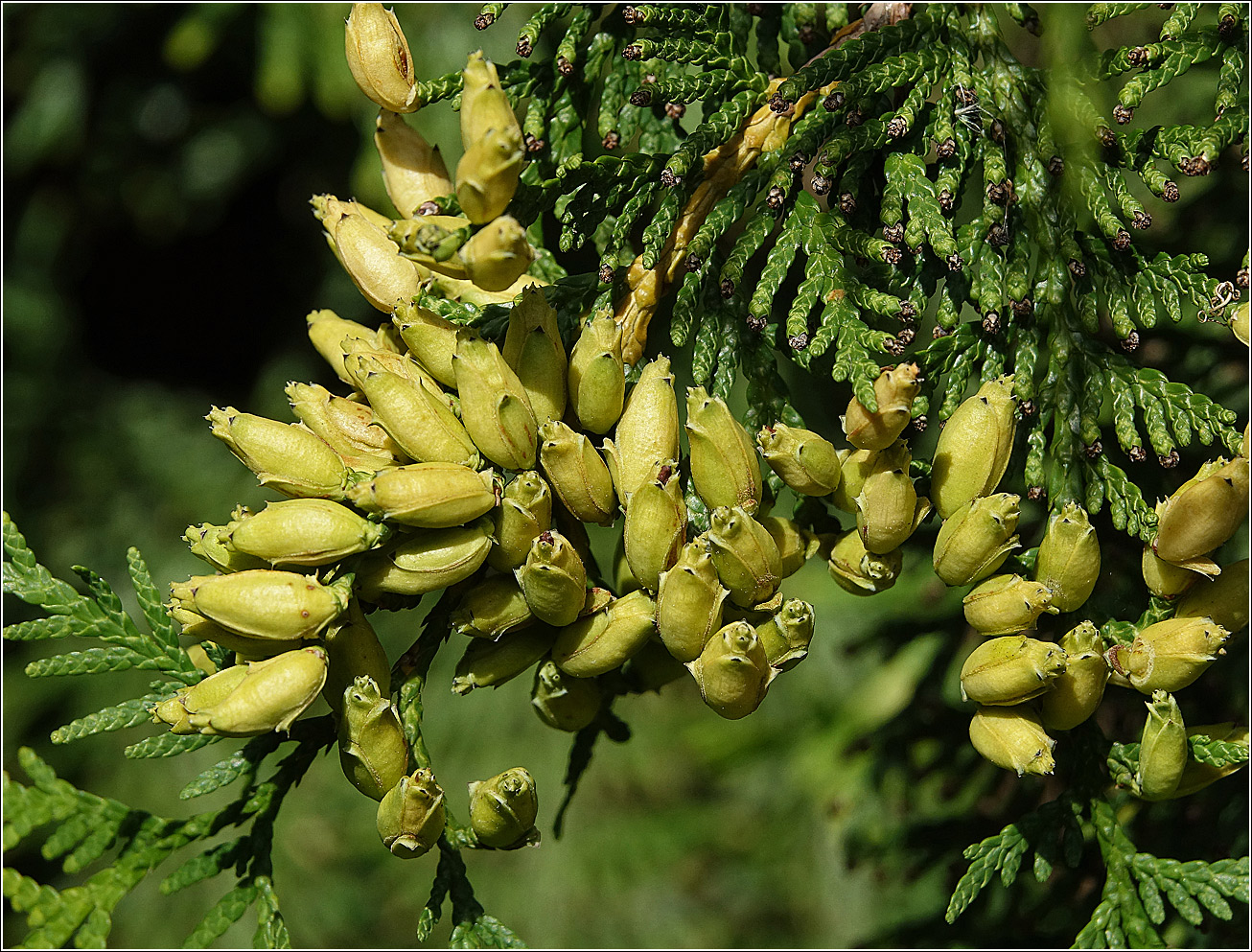 Image of Thuja occidentalis specimen.