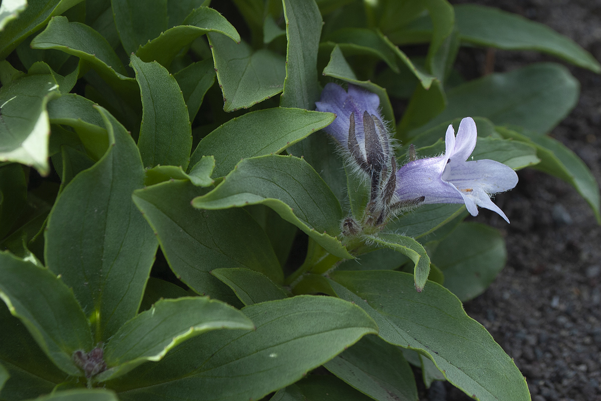 Изображение особи Pennellianthus frutescens.