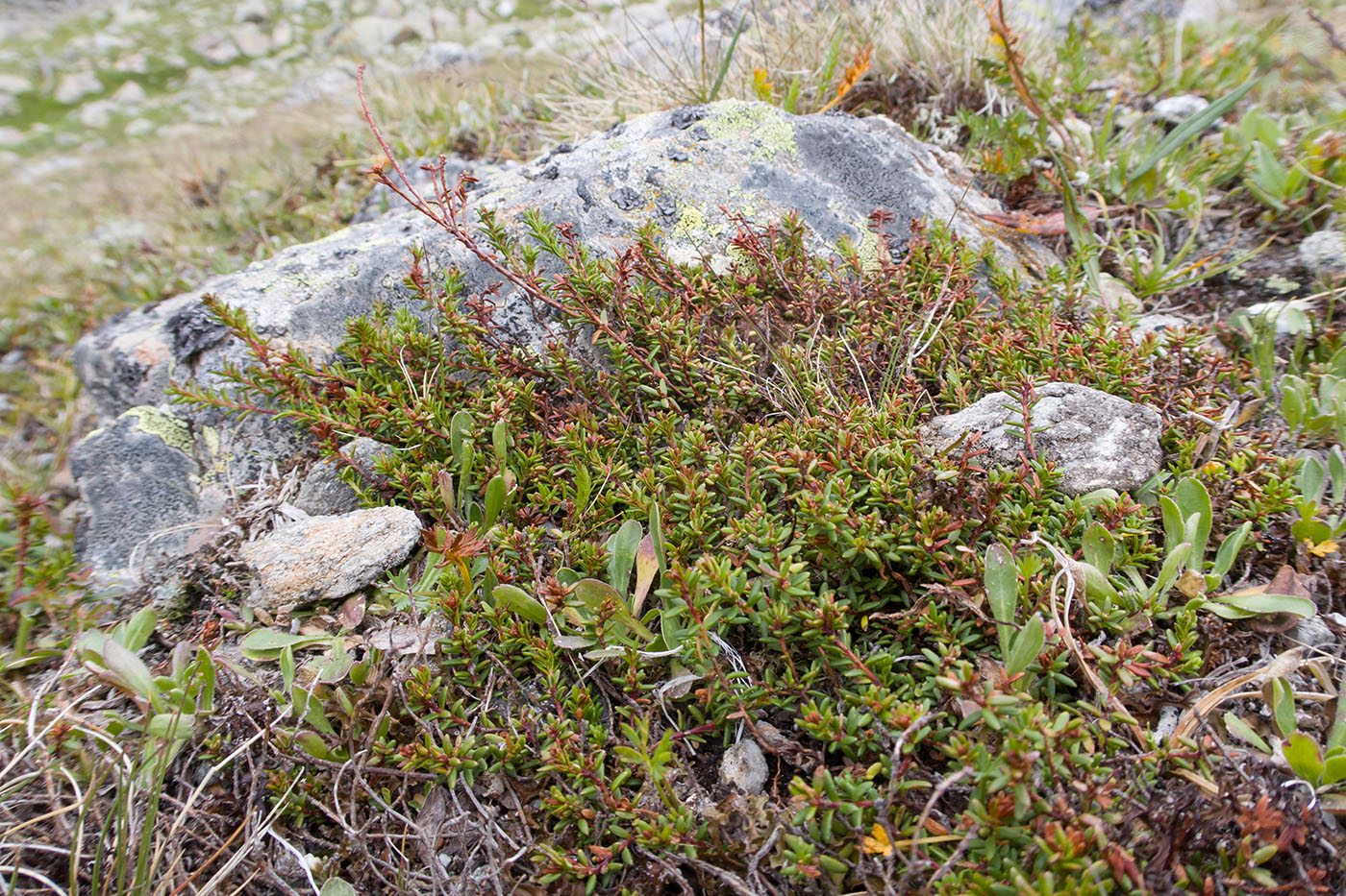 Изображение особи Empetrum caucasicum.