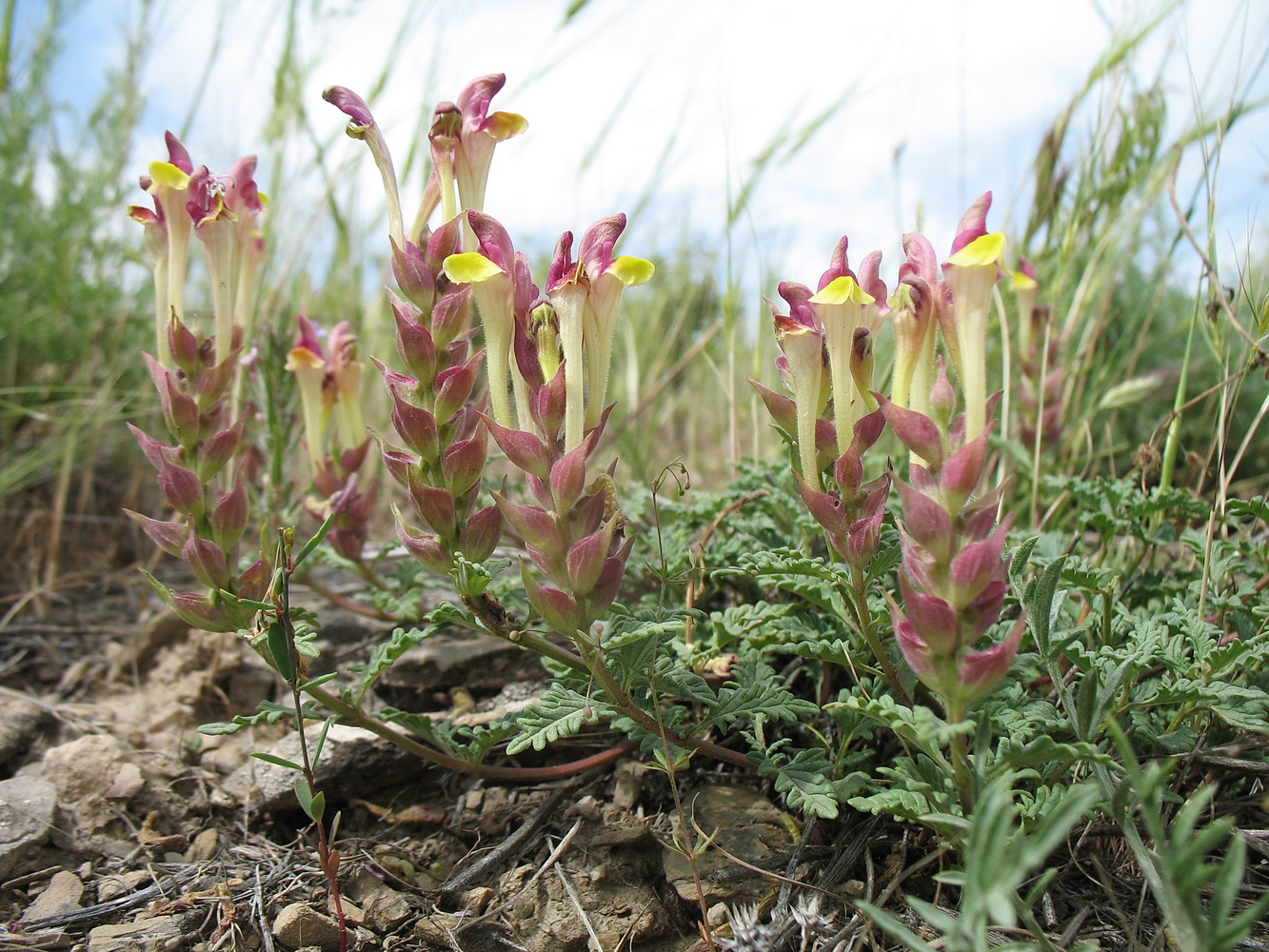 Изображение особи Scutellaria kurssanovii.