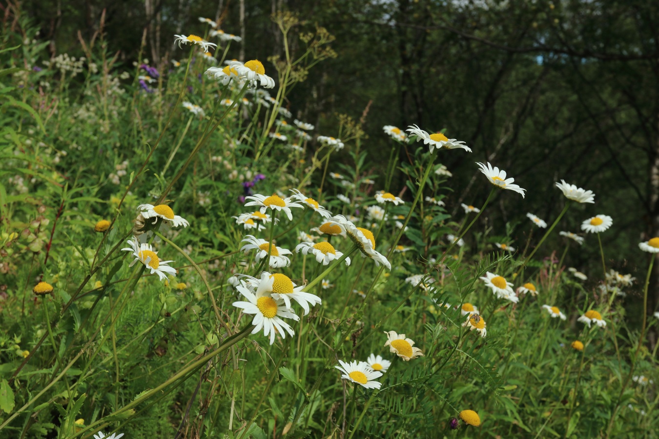 Изображение особи Leucanthemum ircutianum.