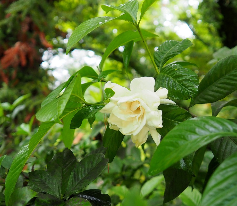 Image of Gardenia jasminoides specimen.