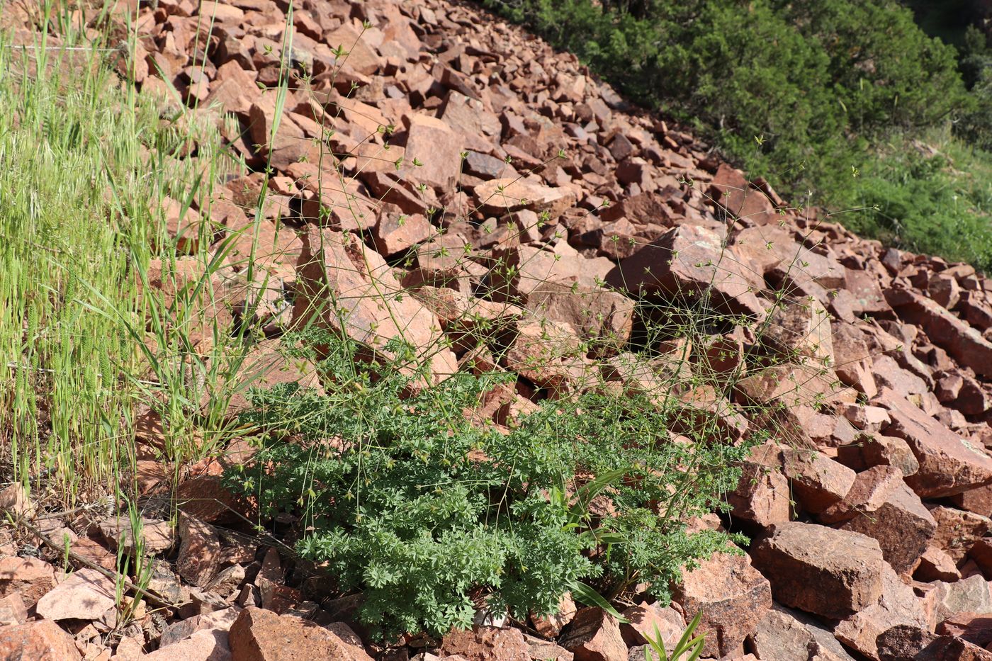Изображение особи Thalictrum isopyroides.