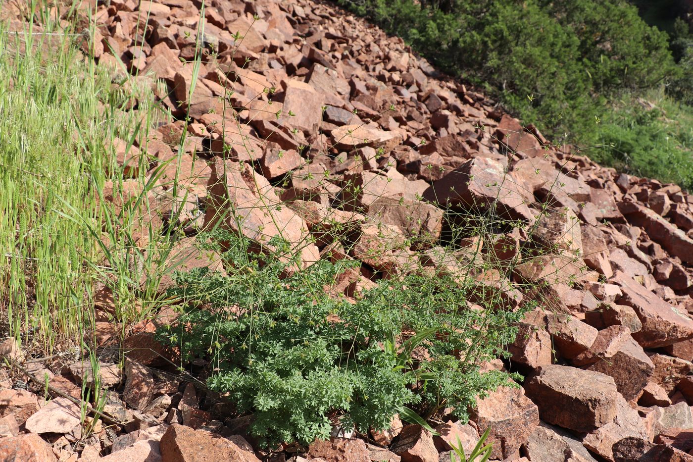 Изображение особи Thalictrum isopyroides.